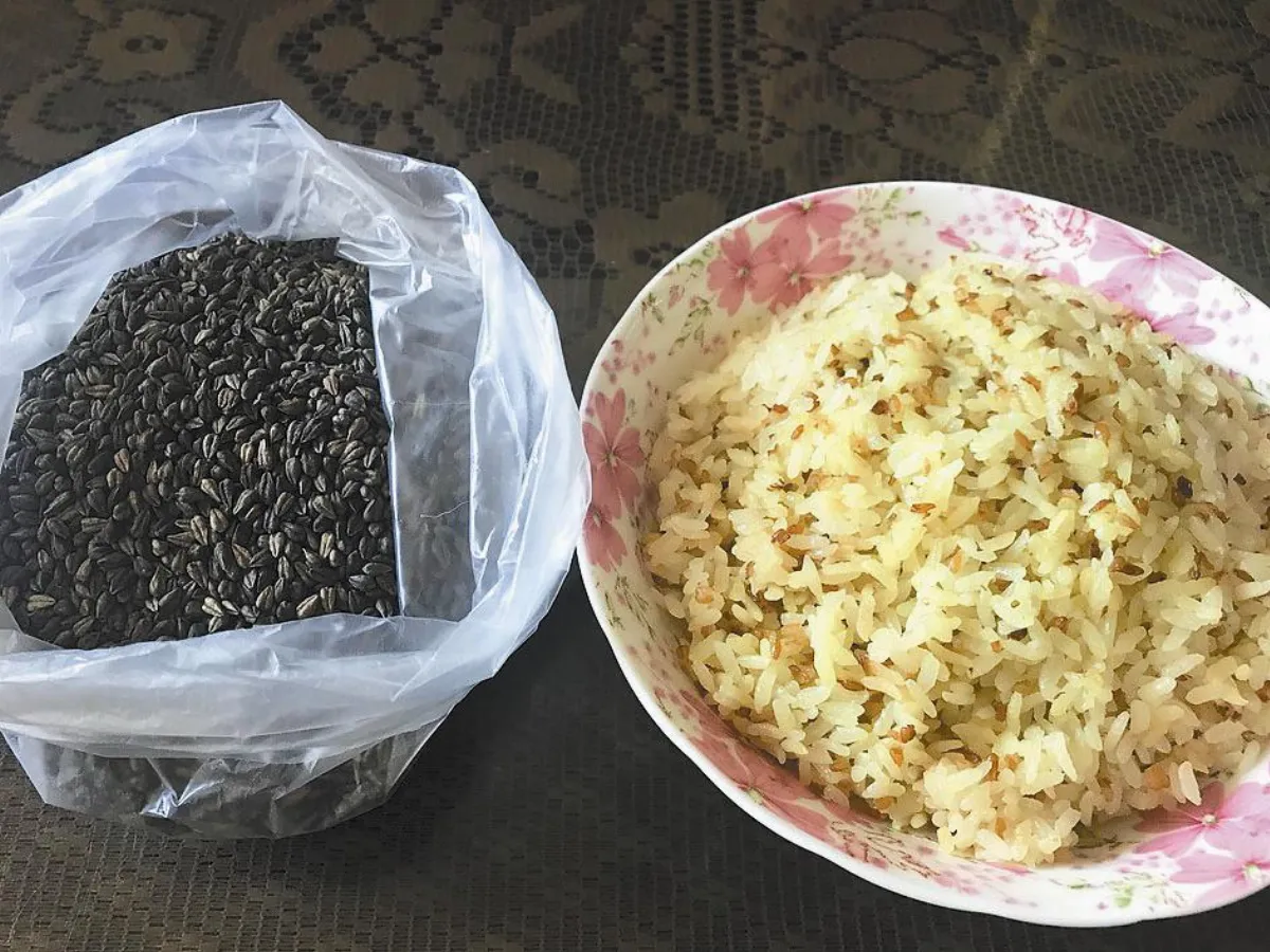 金黃米飯 苦蕎麥做的