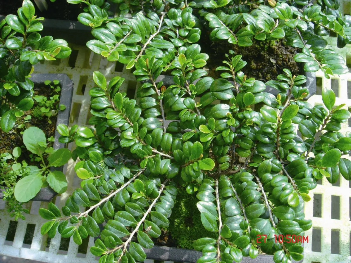 植物教室  翠米茶
