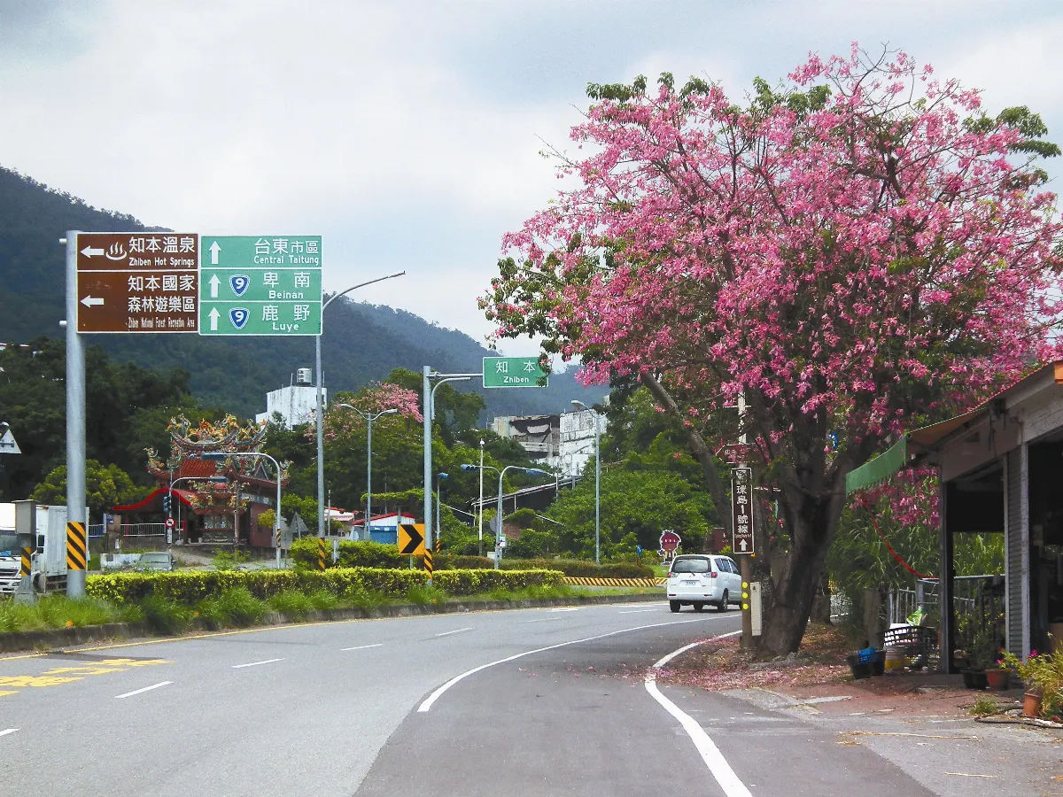 芒草花、美人花 初秋美景