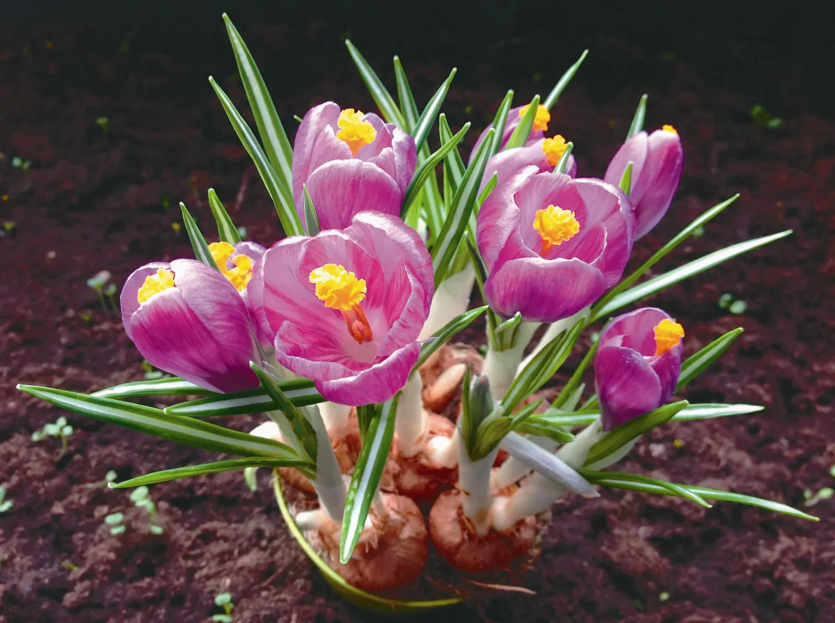 異鄉食情 珍貴的番紅花