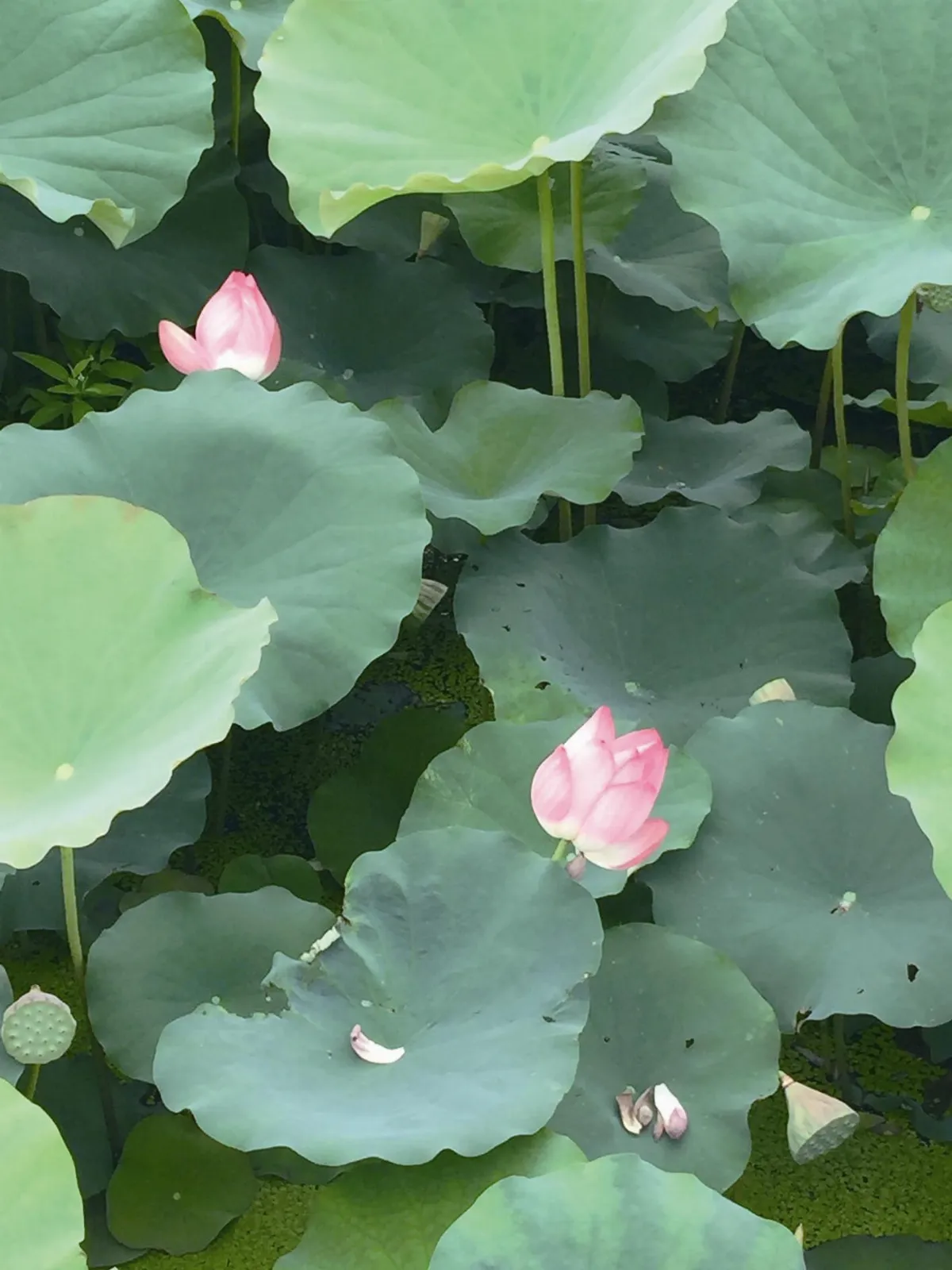 青春眼界 那年的夏