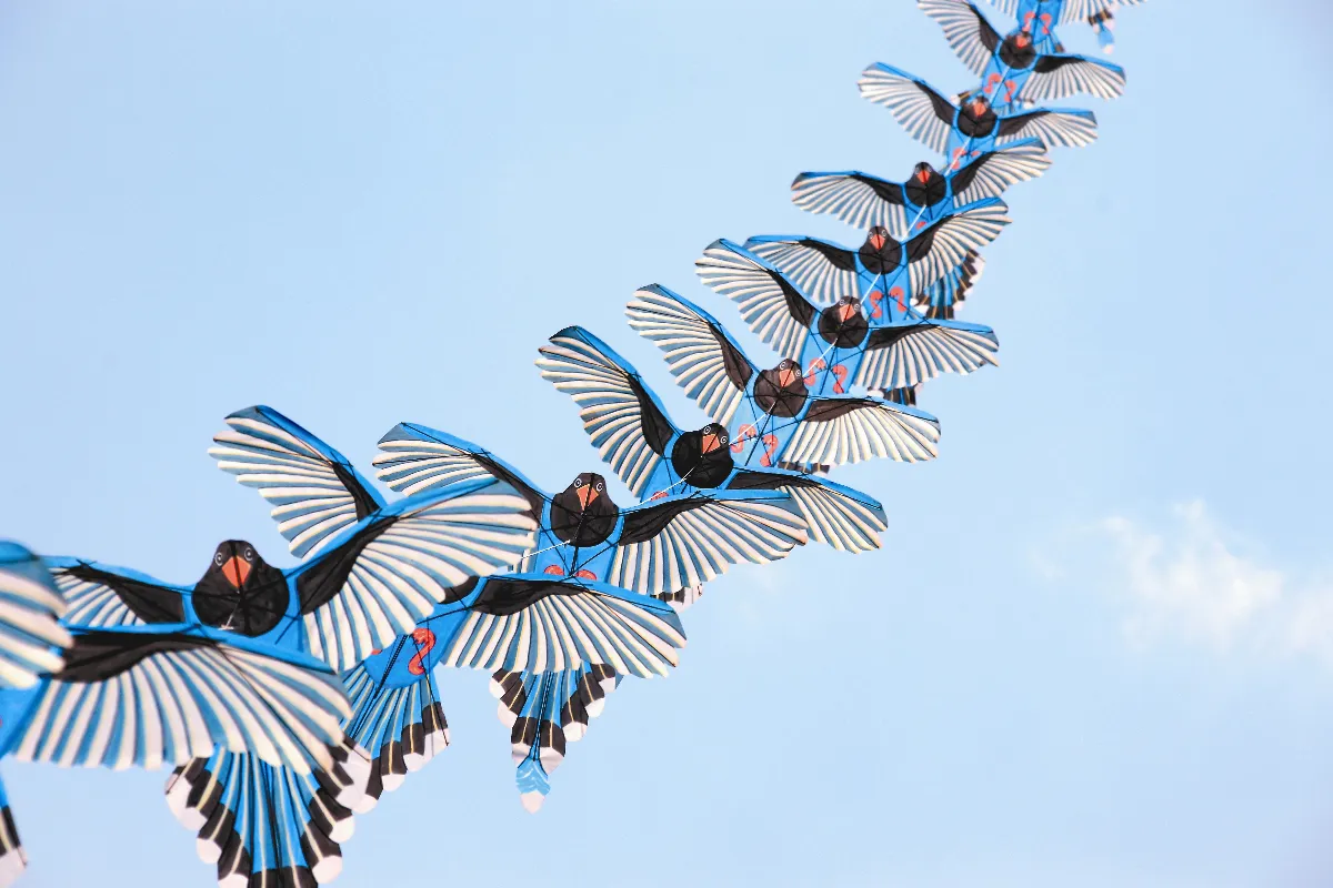 台灣藍鵲、噴火夜光龍 風箏節飛上天