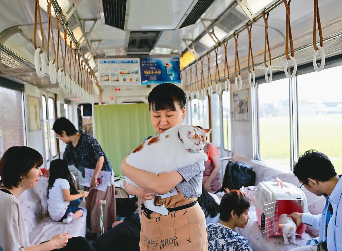 不再流浪了 貓咪列車首航