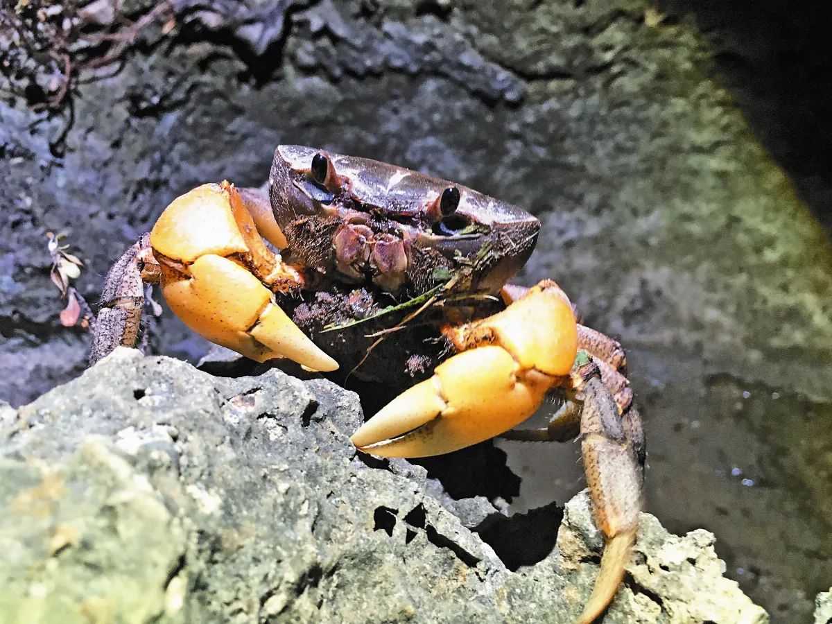 墾丁好好玩 陸蟹想回家