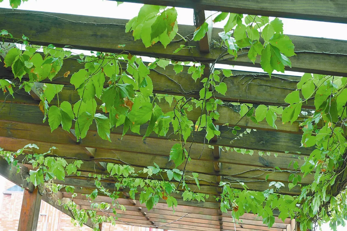 愛閱人間 爬牆虎的生存之道