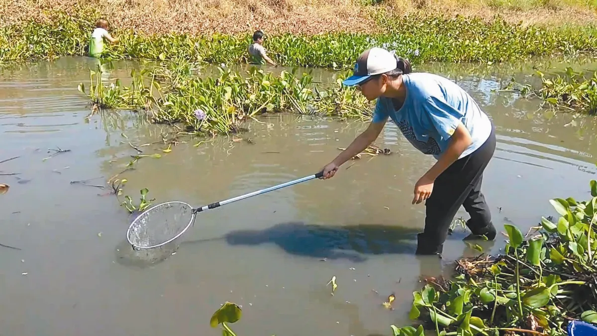 大小義工 幫金門國寶魚搬家