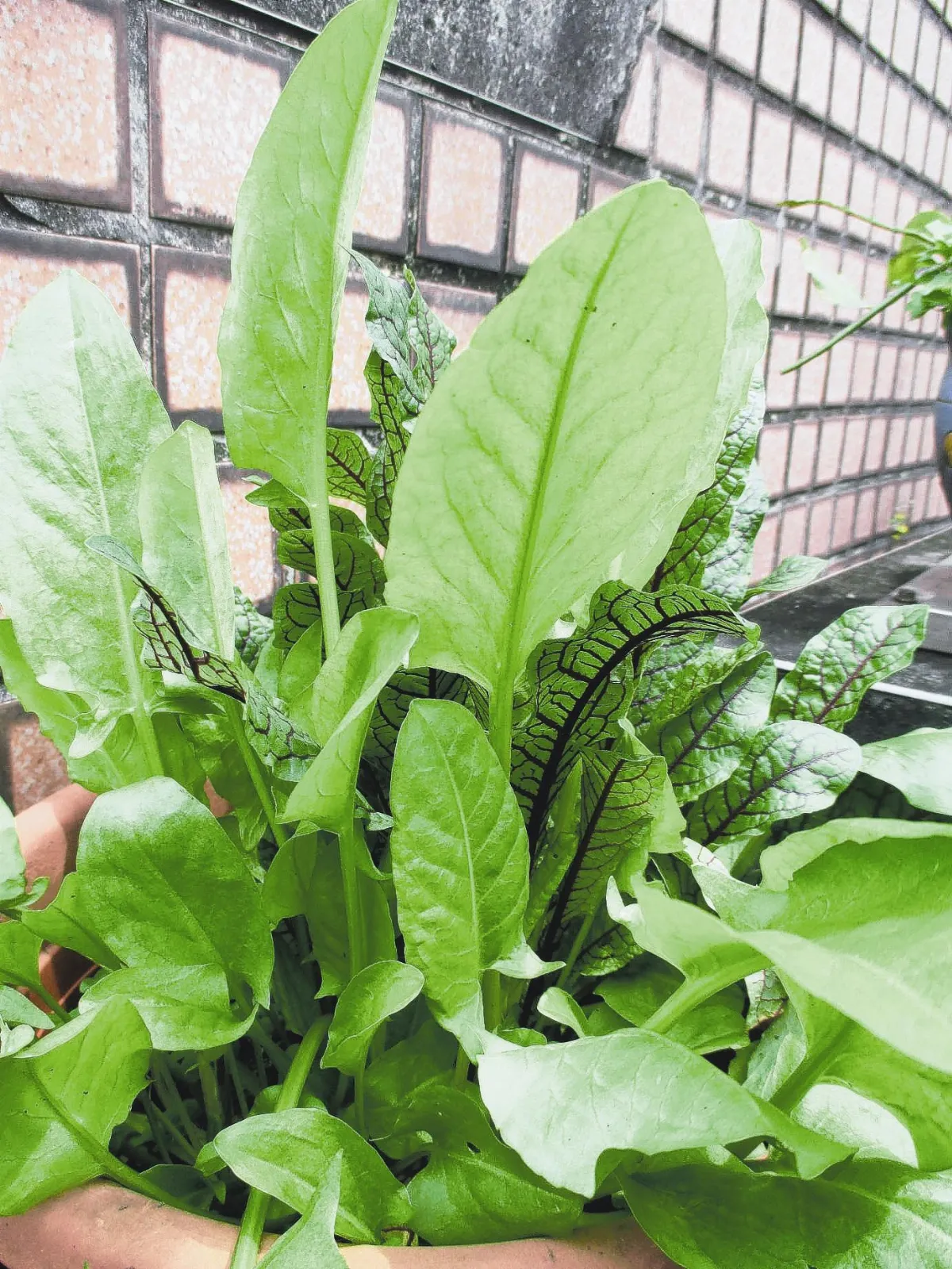 香草料理 酸溜溜的酸模Sorrel