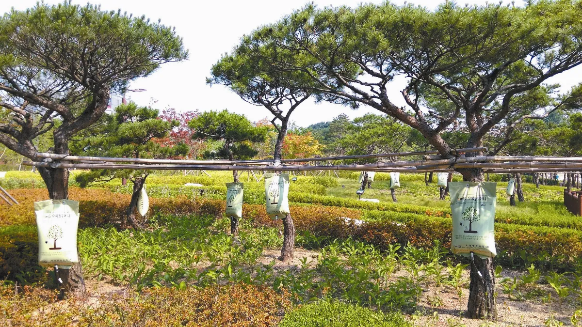 旅行風景 打點滴的樹