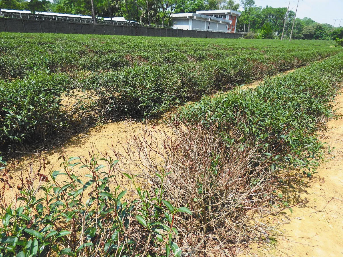 久旱不雨…茶樹渴死 茶農滴血