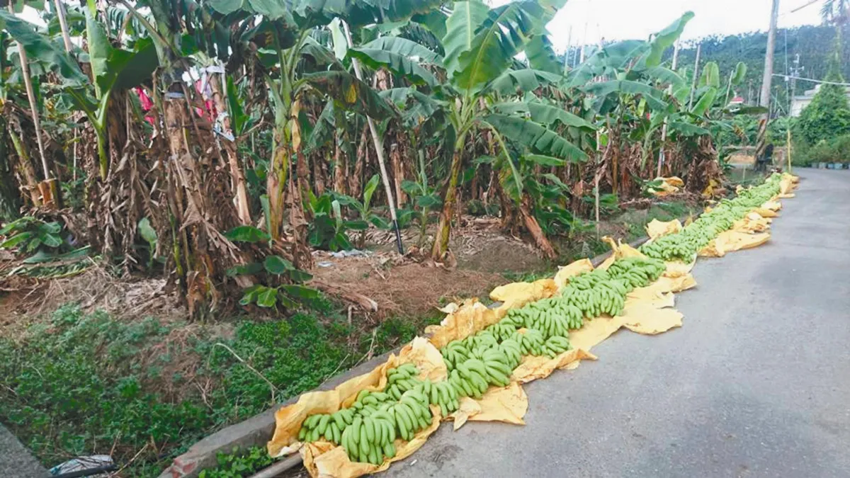 農糧署搶救蕉價 農民：補助太低