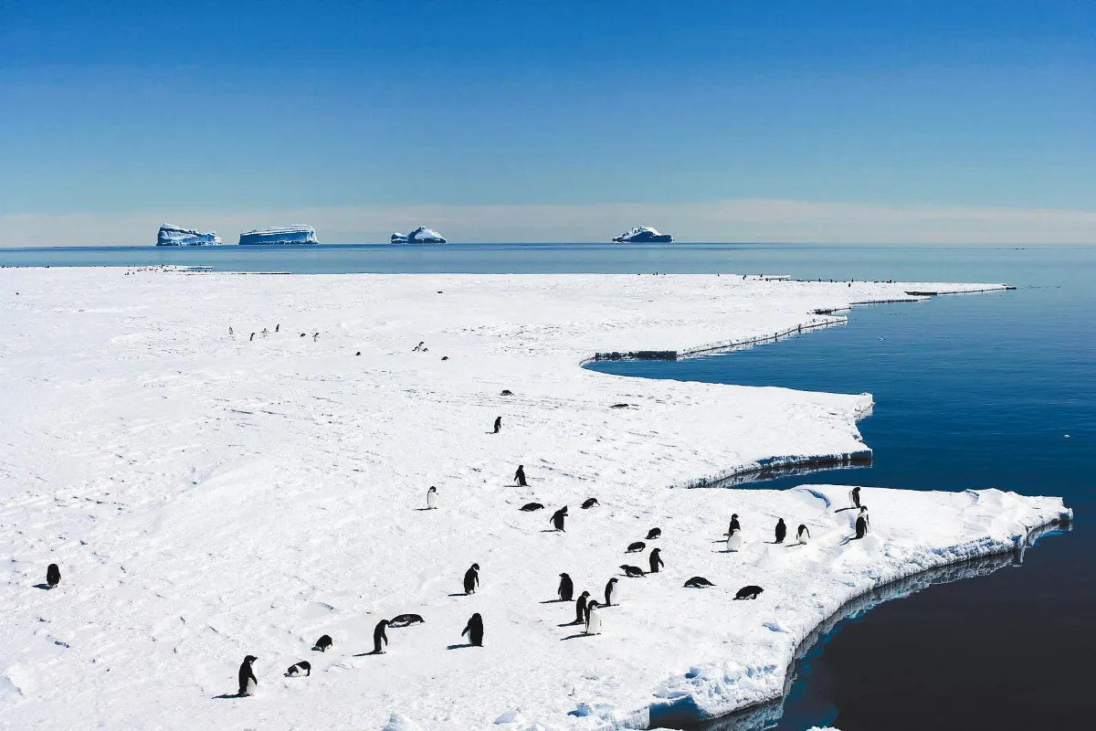 法、澳推動海洋保護救企鵝