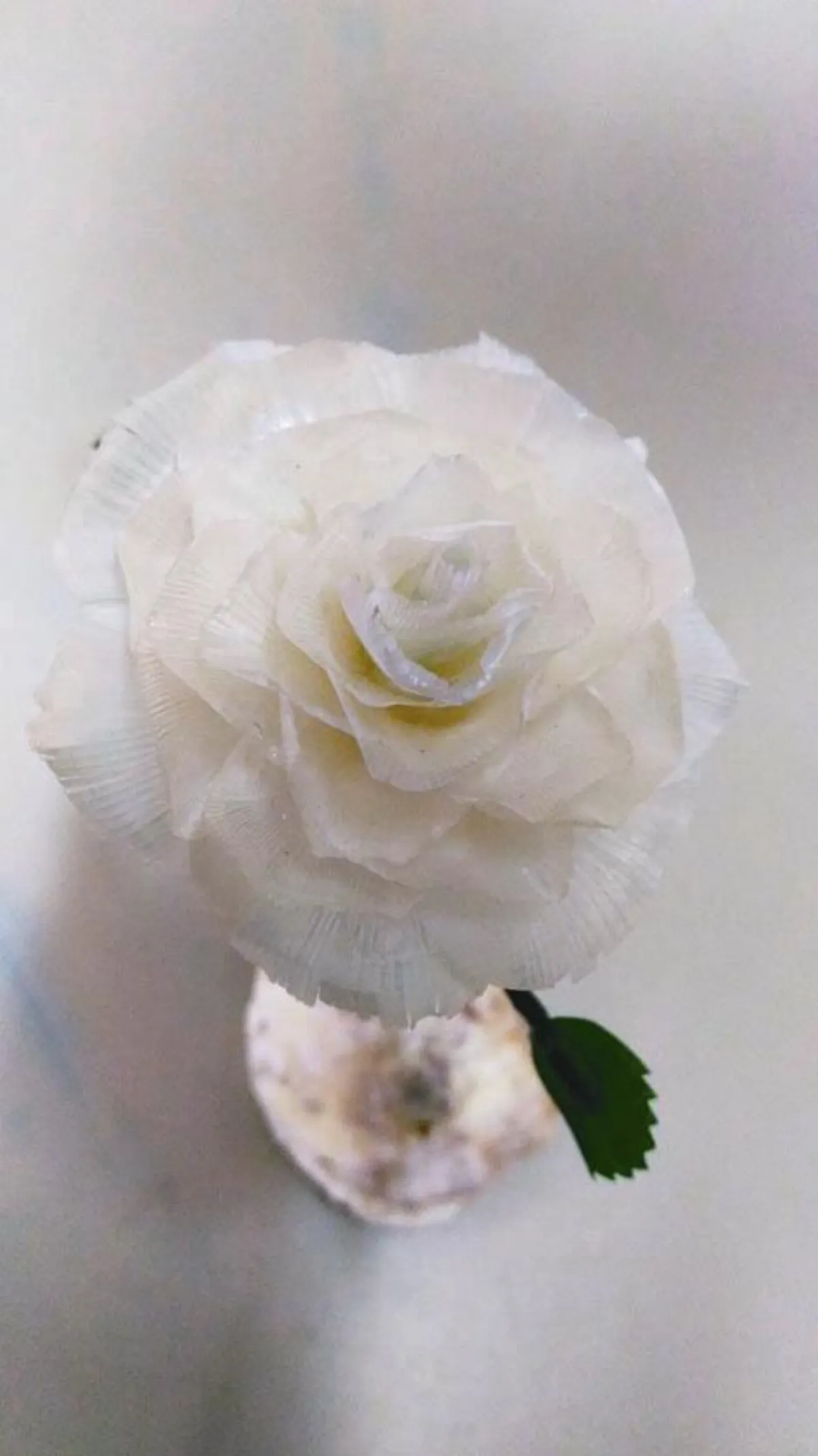 玫瑰花瓣的前世今生