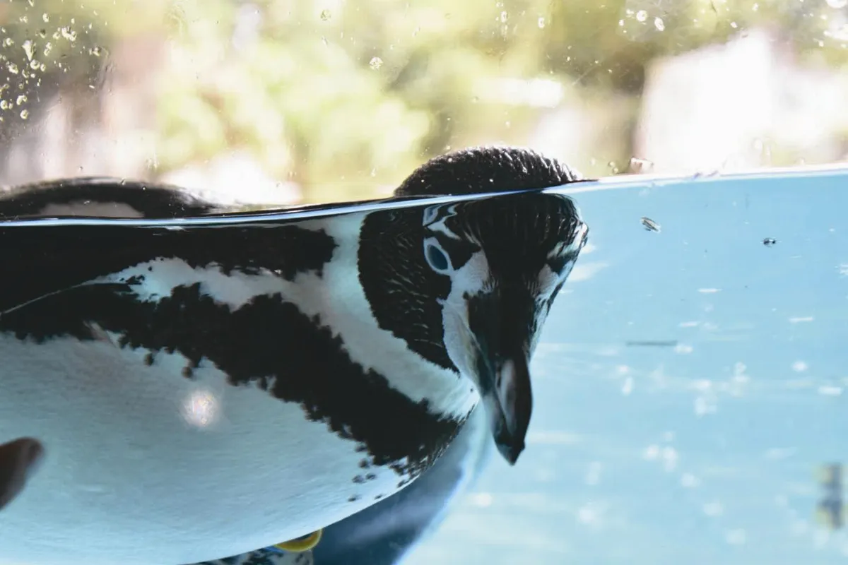 動物園大觀 之三