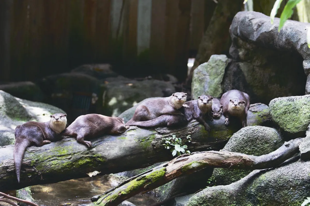 動物園大觀 之三