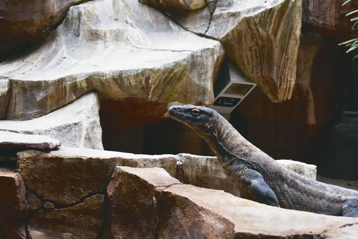 動物園大觀 之三