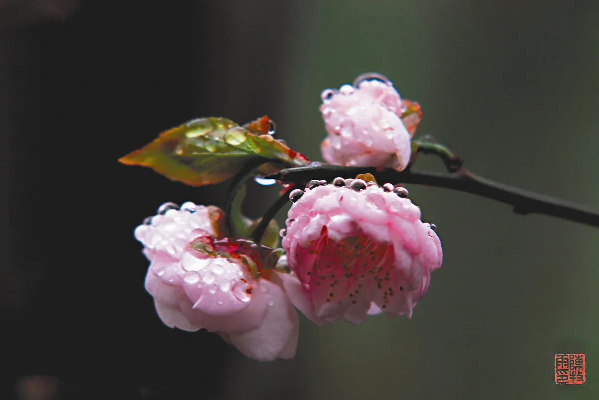 遊藝筆記 雨之四季(4-4)冬雨