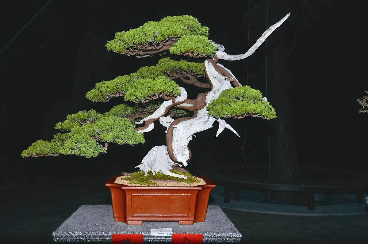 港都壽山樹石盆栽 法寶廣場展出