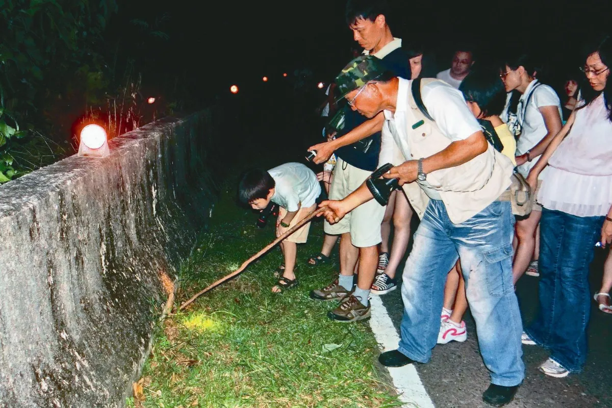 港口村陸蟹廊道 4個月吸5千人