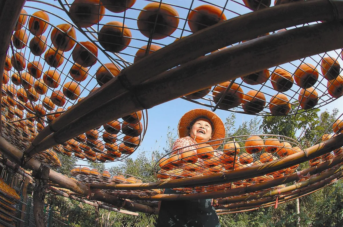 九降風起 柿餅季節到