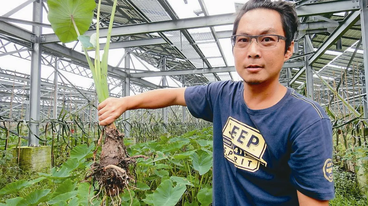 太陽能板下種芋頭 紮實香氣足