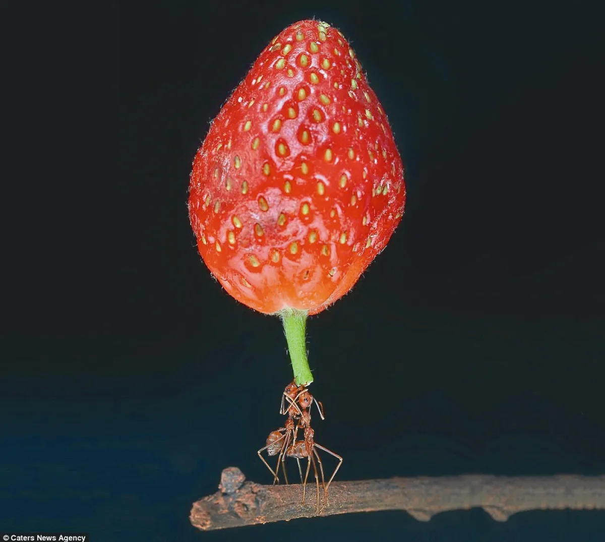 螞蟻大力士 舉起數十倍的自己