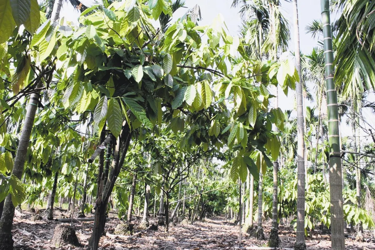 檳榔好賺 廢園轉作路迢迢