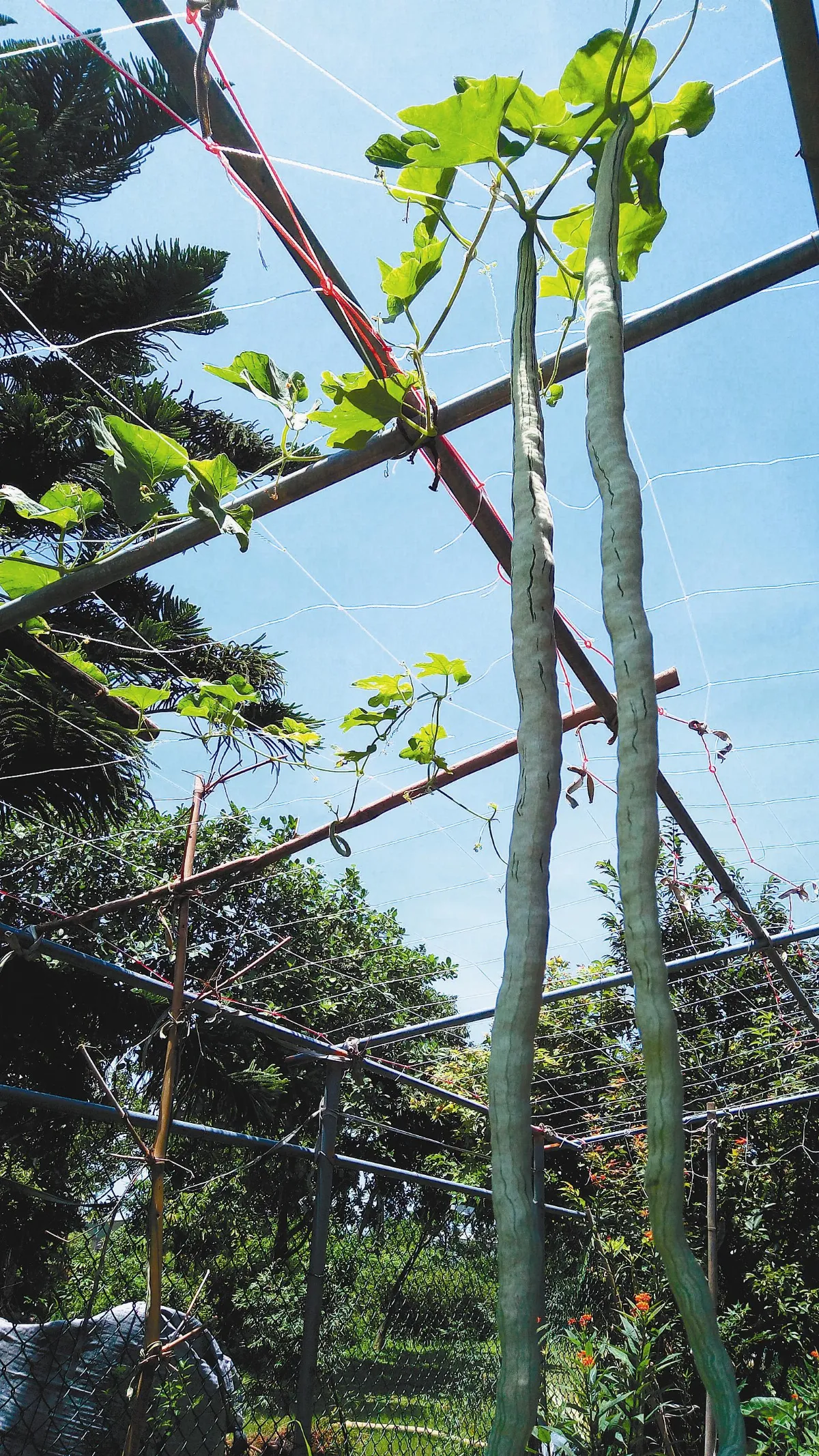 我的私房菜 木耳胡蘿蔔炒蛇瓜