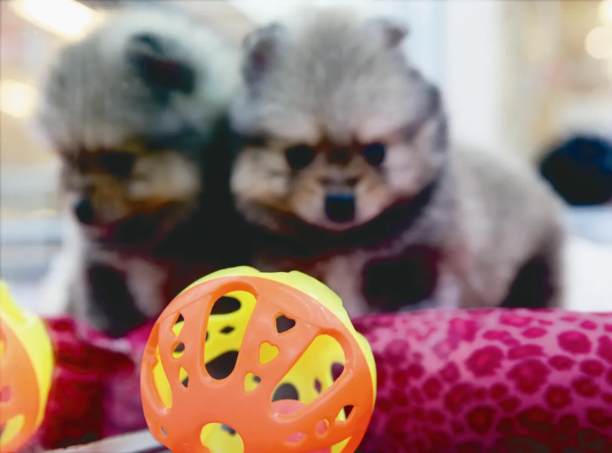 塑化劑 影響你我健康