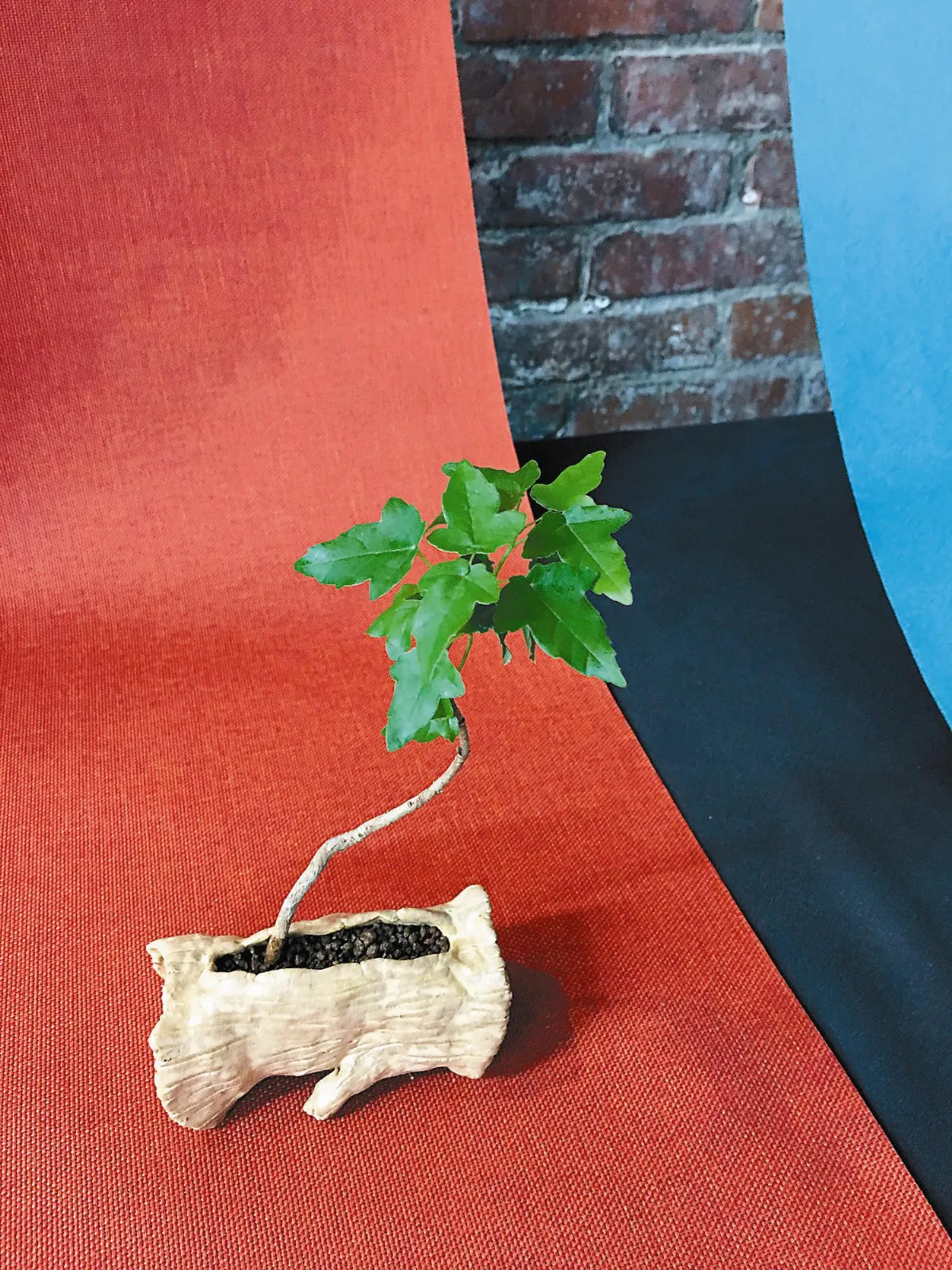 【植栽對話 】 自然寫意牽動內在情感