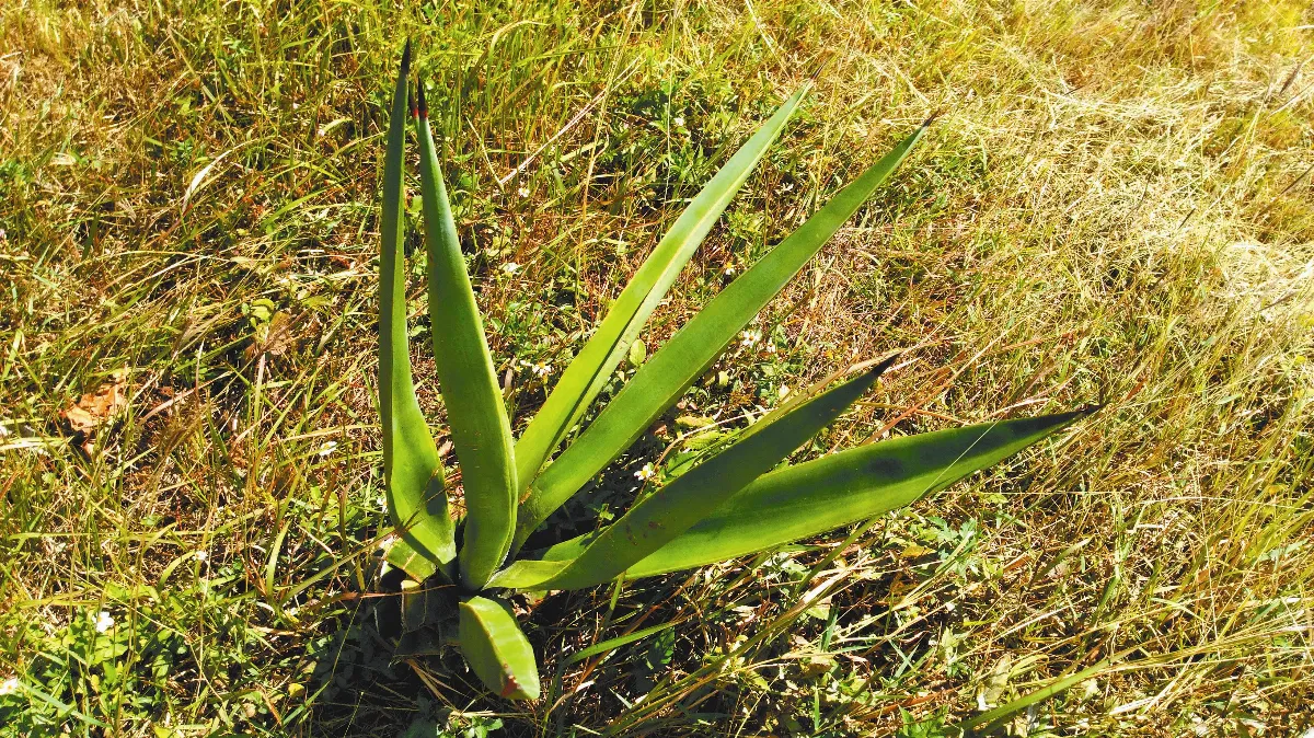 墾丁好好玩  瓊麻工業歷史展示區