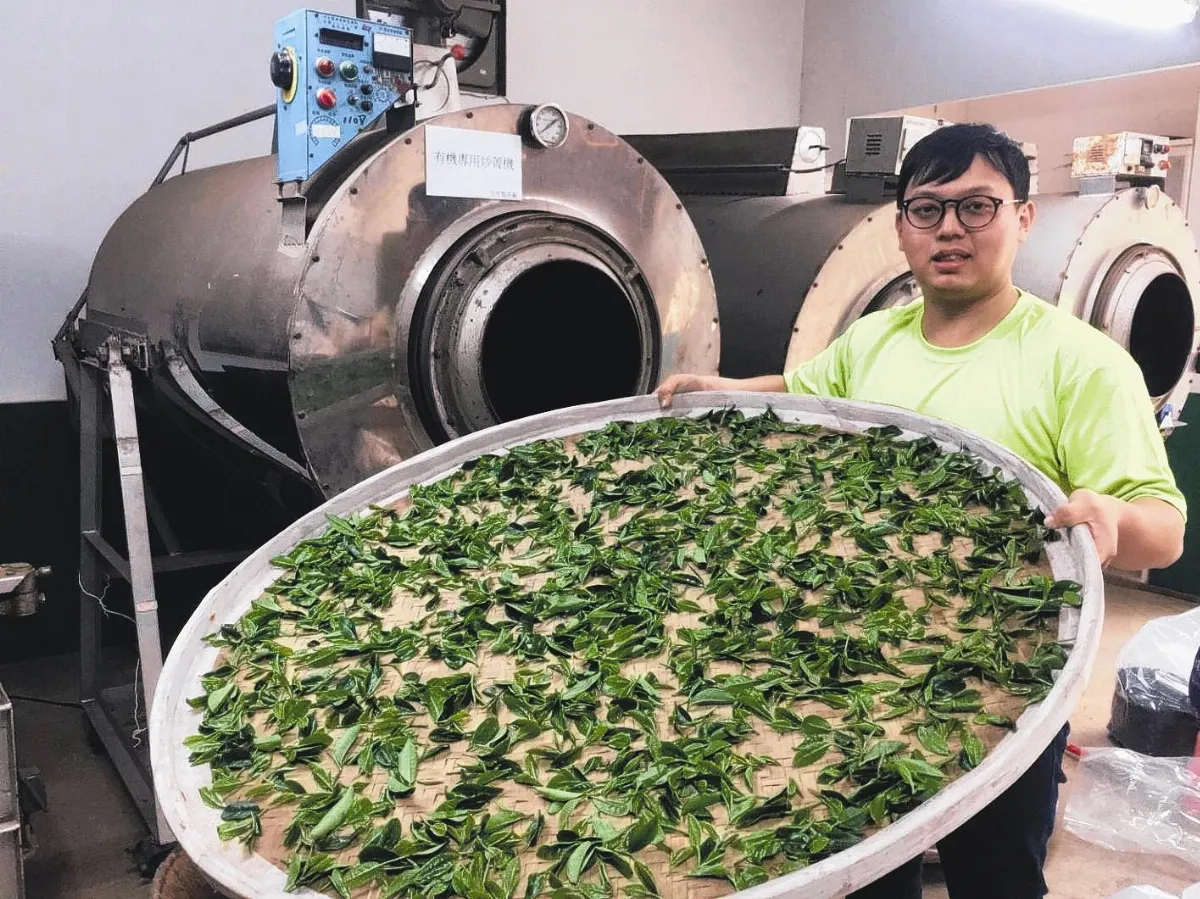 返鄉從頭學 26歲製茶師摘金獎