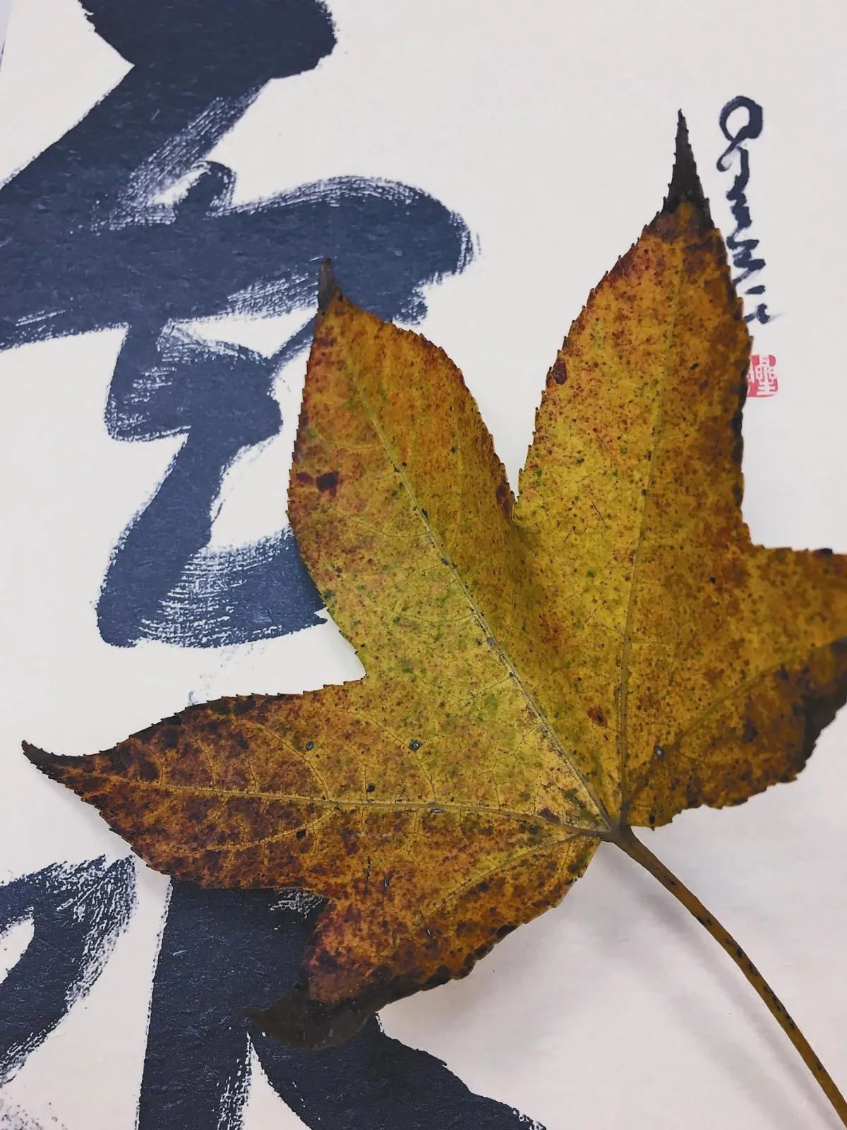 分享時刻 楓思