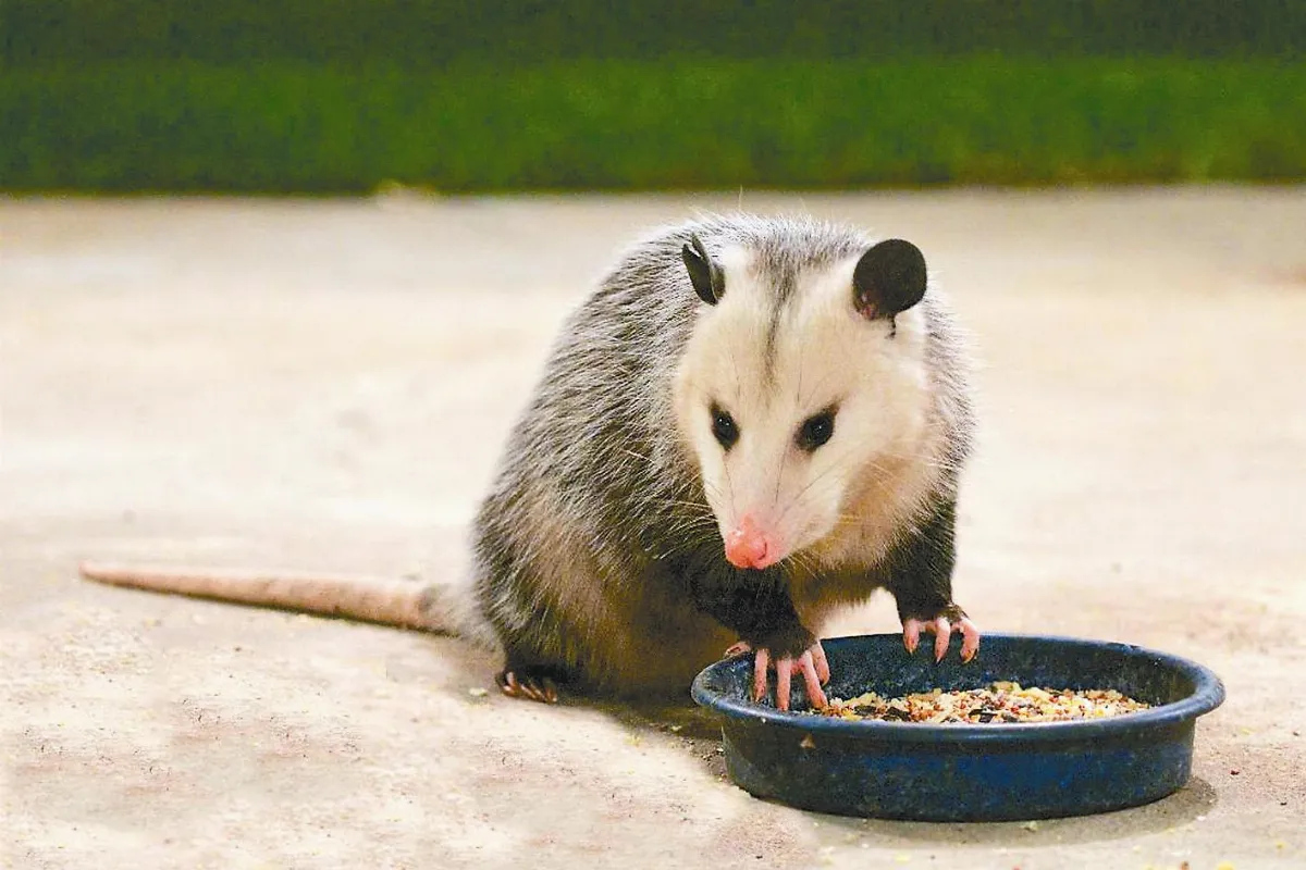相遇．北美大地 北美負鼠遇險就裝死