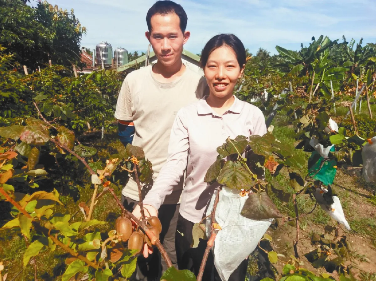 青年農夫 締奇異果情緣