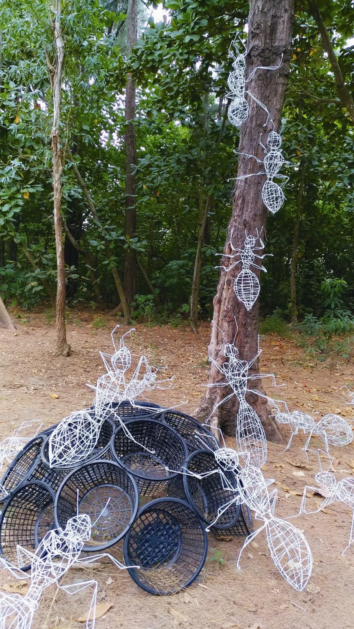 生活快門 一群螞蟻