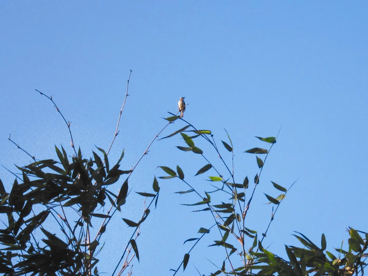 分享時刻 鳥鳴
