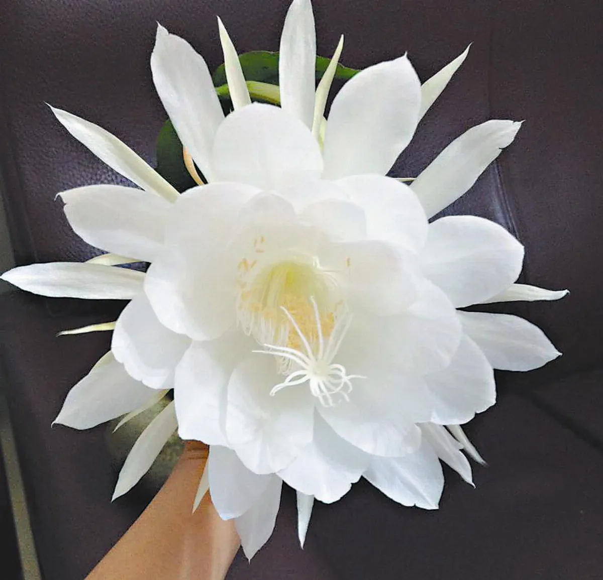 花間覓食 曇花開了