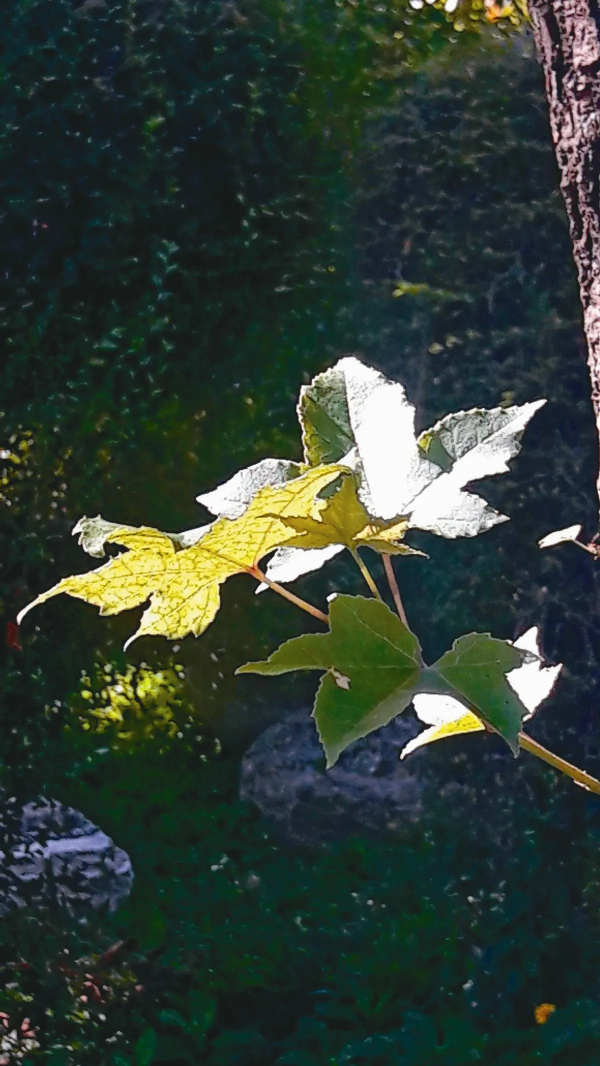 生命畫語 為生命捕捉一道光