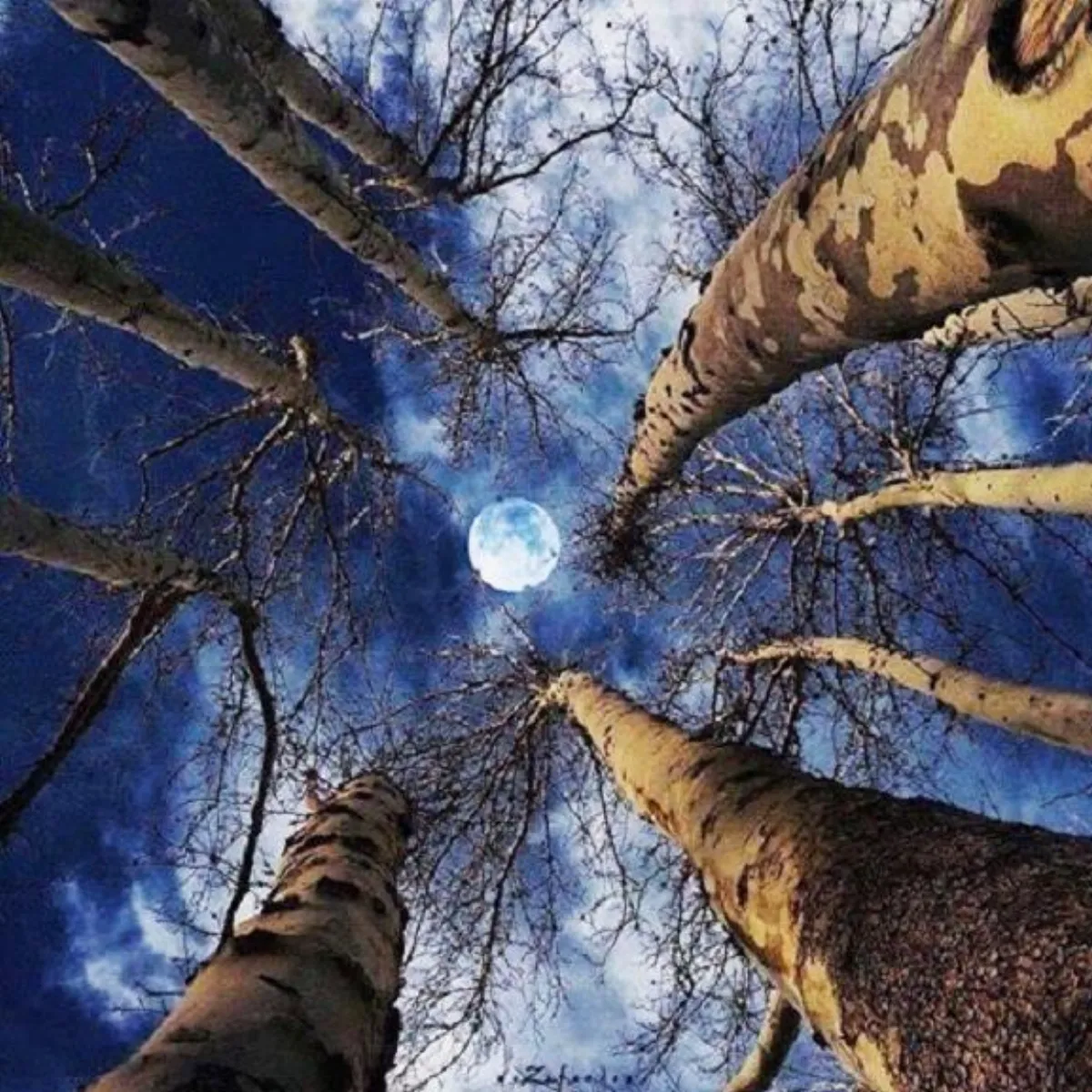 生活快門 雲畫的月光