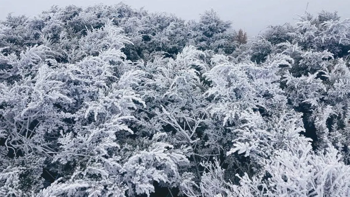低溫水氣夠 玉山昨降初雪