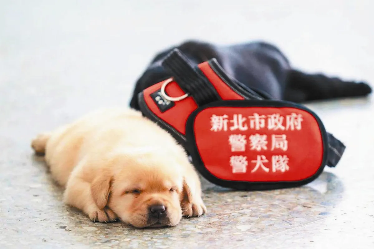 各種工作犬