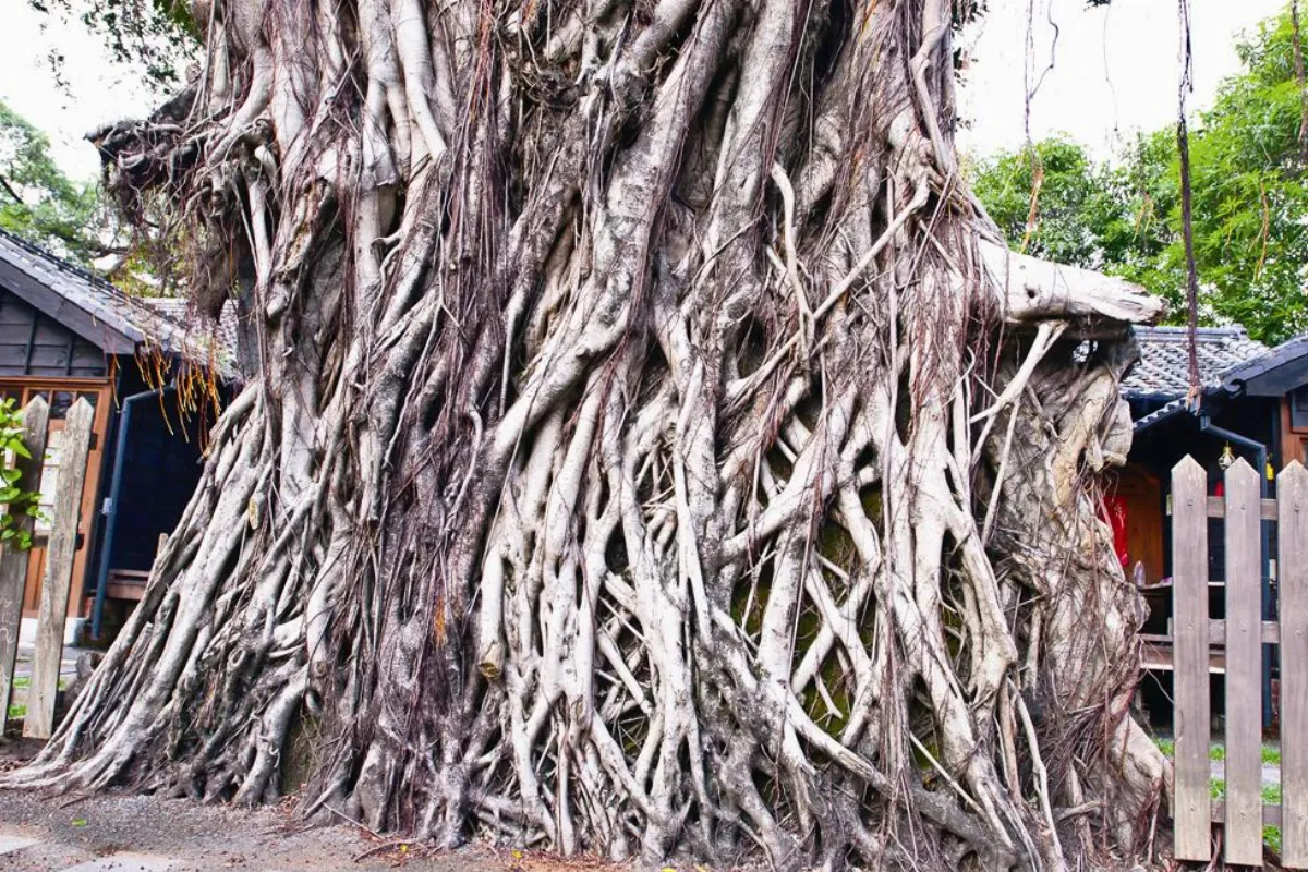 生活快門 老榕樹