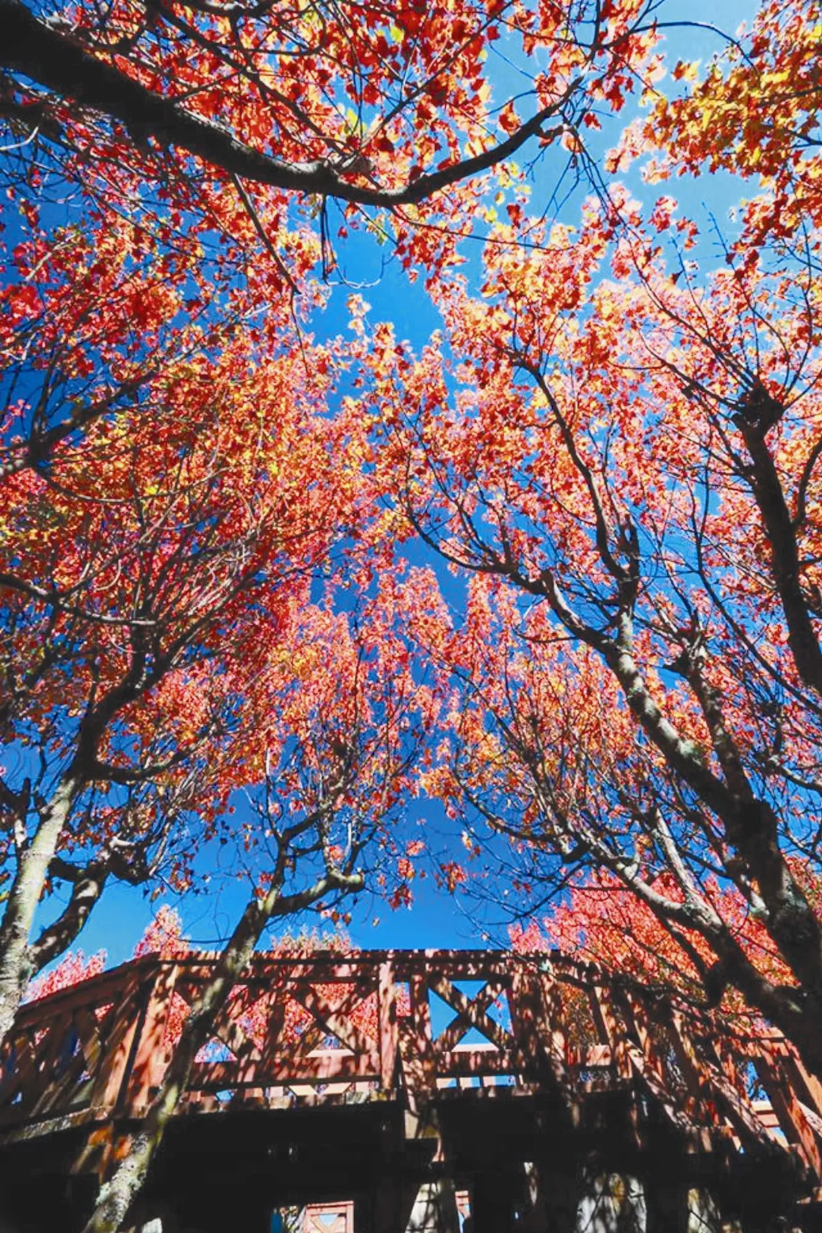 阿里山紅榨槭  紅翻了