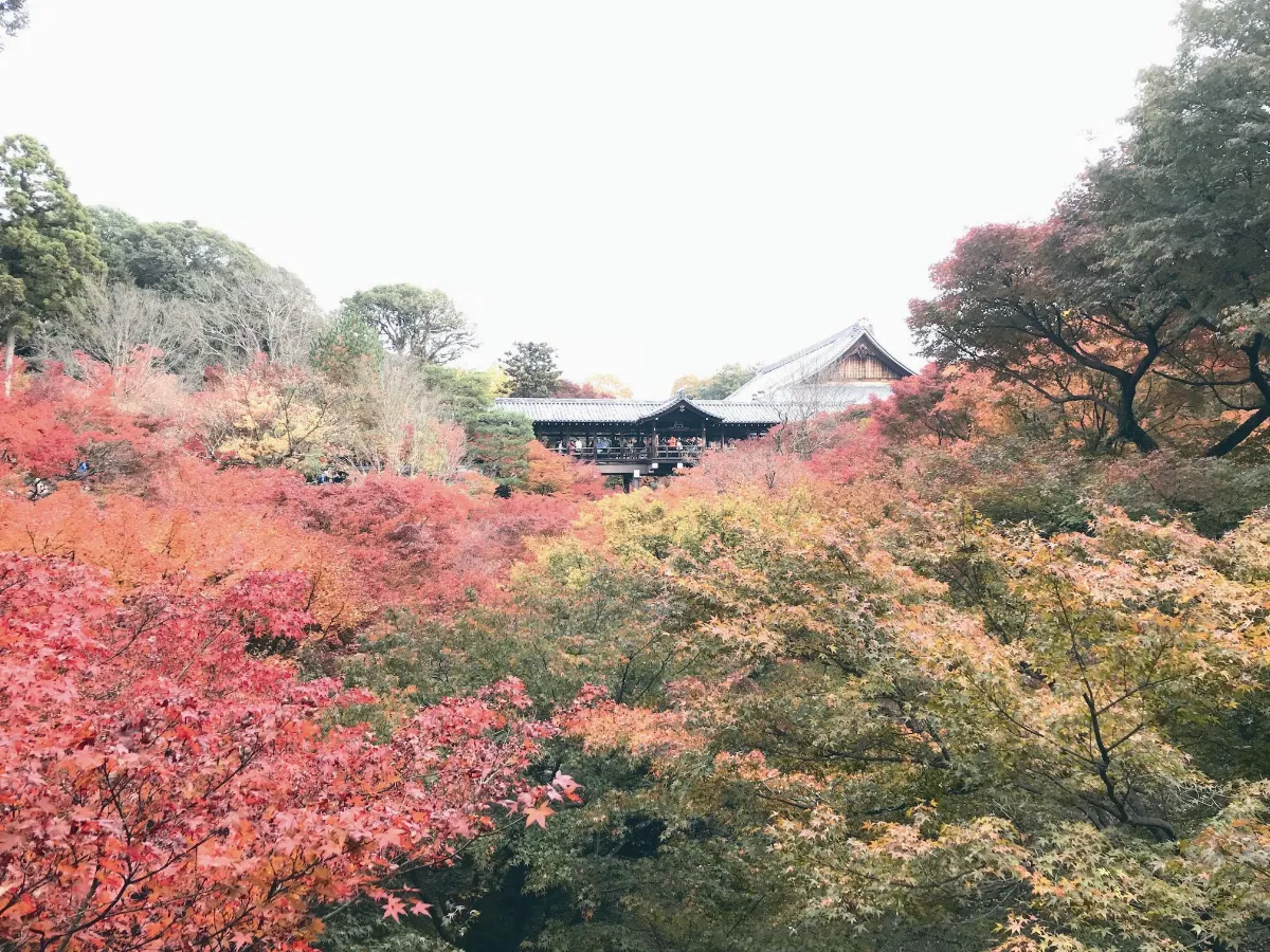 遨遊藝事 東福寺美哉楓景