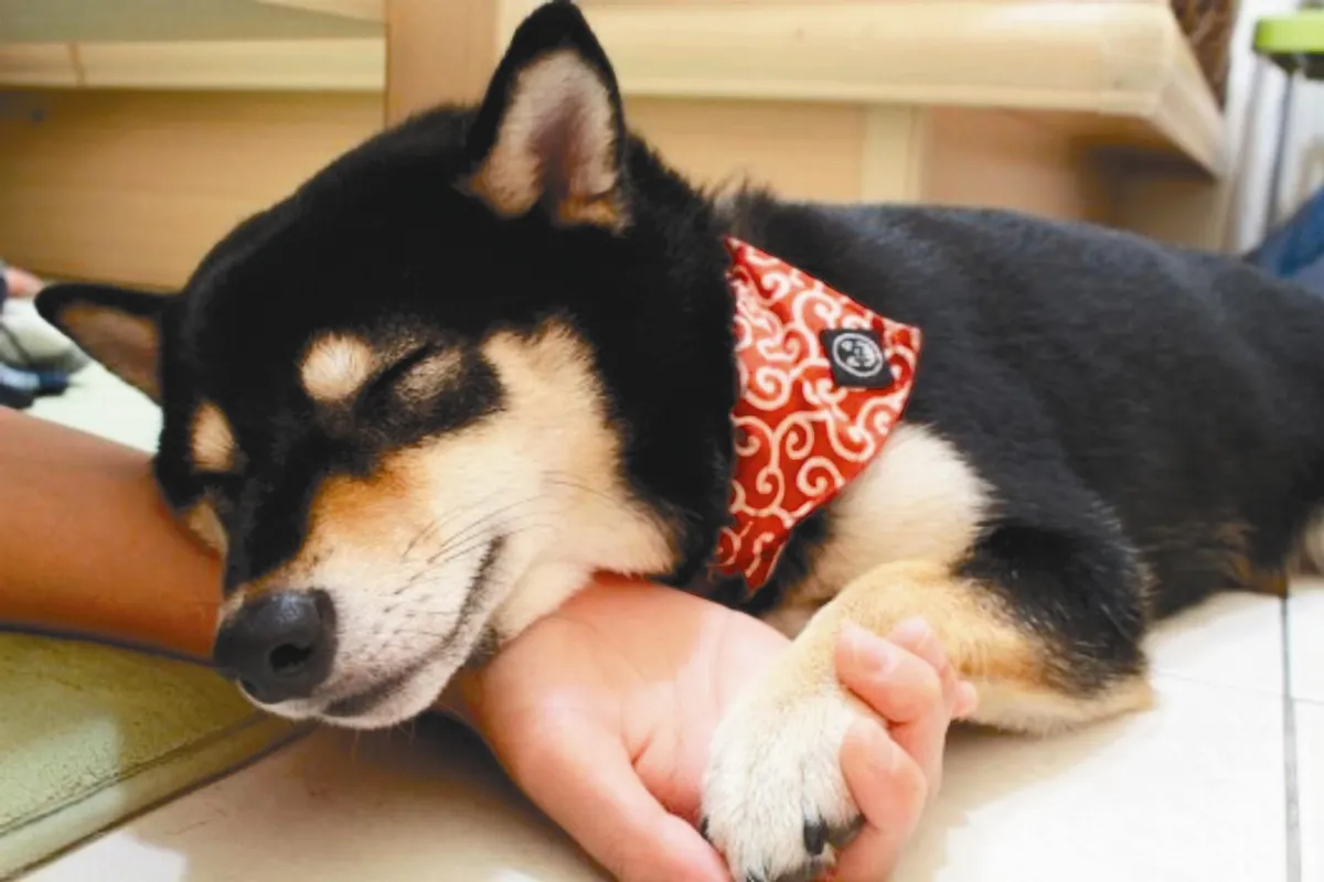 毛小孩戶籍 跟著飼主走