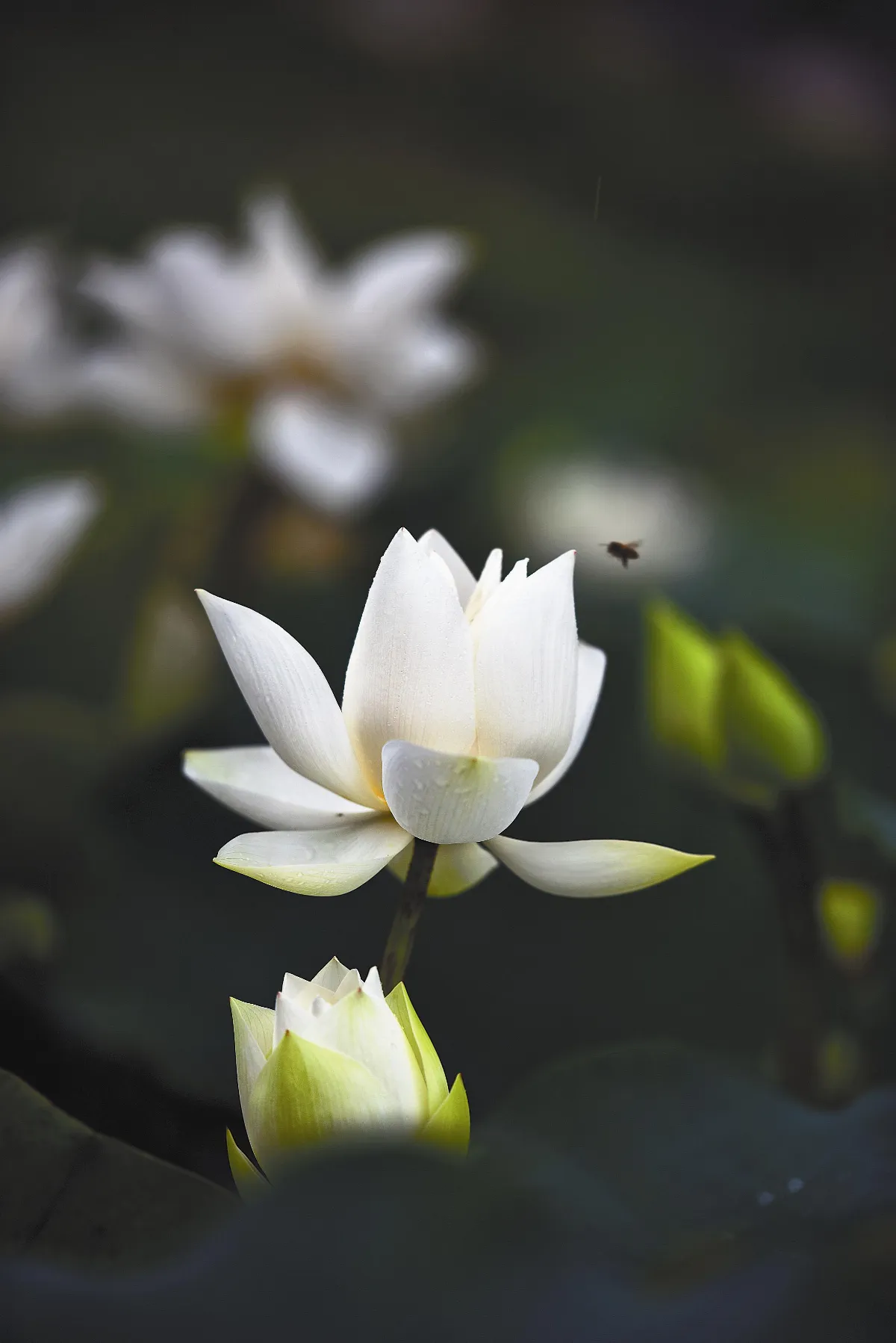 紅塵禪煙    禪 海