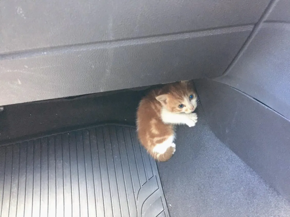 救貓咪 尖峰時段關閉公路