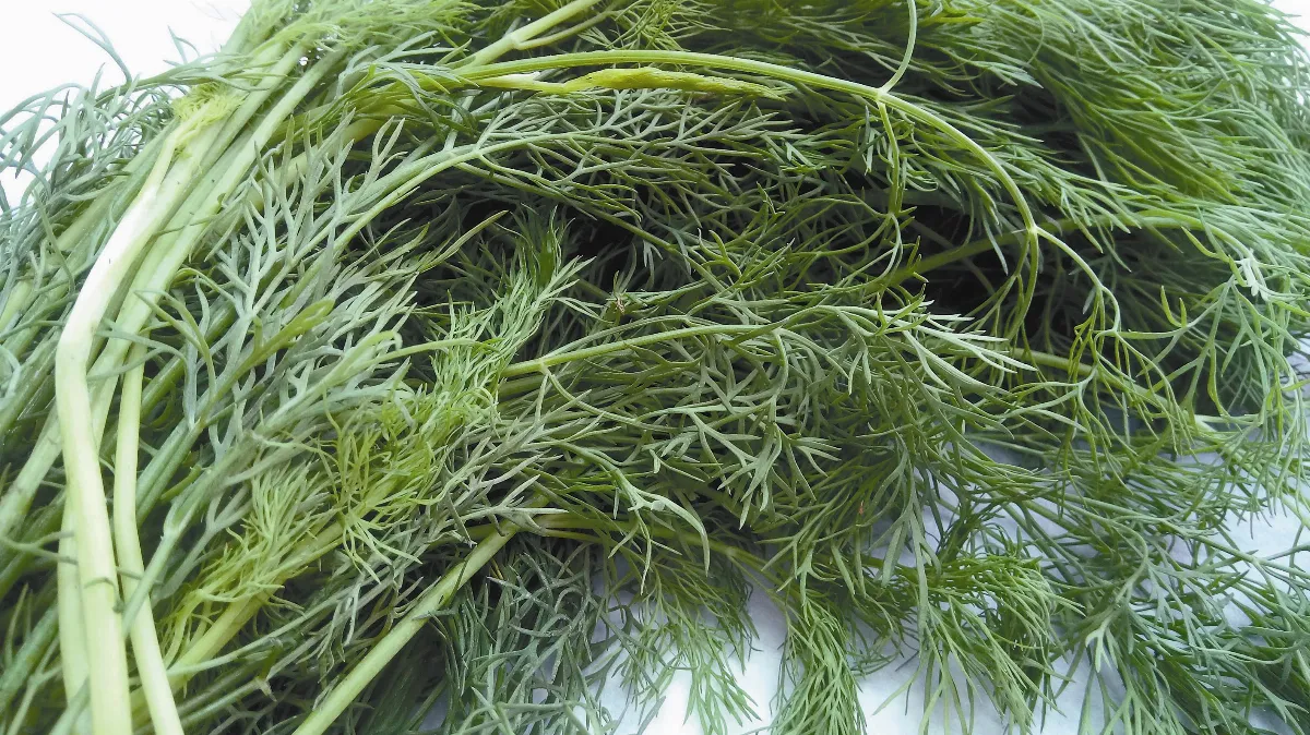 養生食譜 難忘茴香