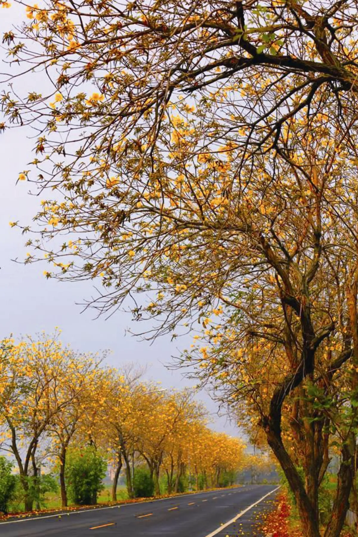 朱蔣元、朱其昌