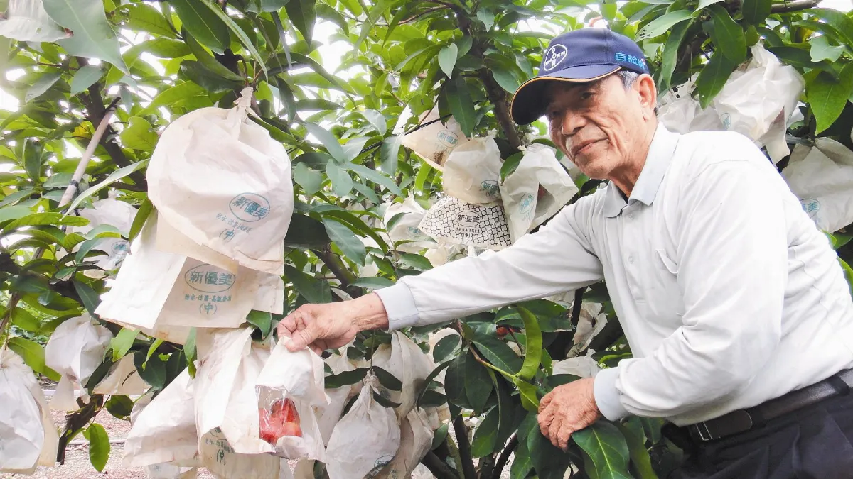 蓮霧產期遇寒流 果農拚年關出貨
